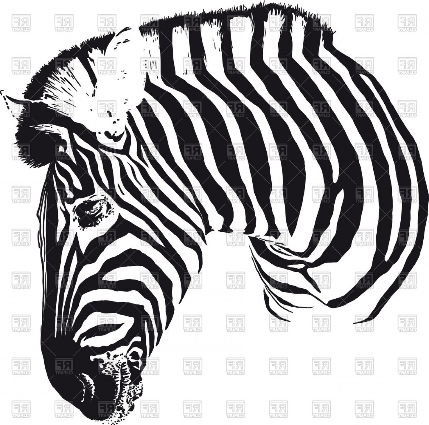 1440x1425 Painted Black Stripes Zebra Head Turned In Profile Vector Clipart