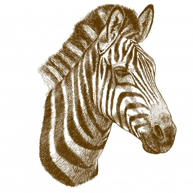 626x626 Zebra Head Vectors, Photos And Free Download