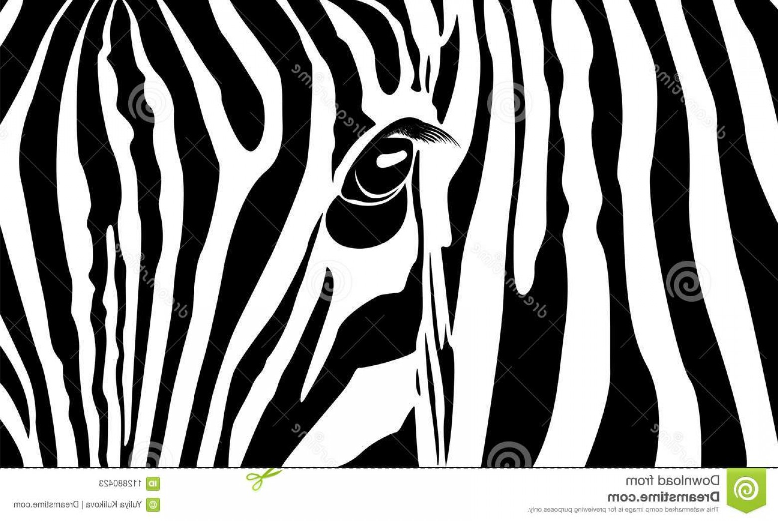 1560x1044 Zebra Head White Background Vector Illustration Your Design