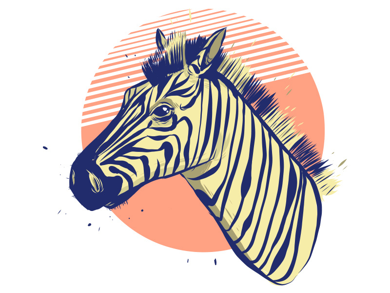 800x600 Zebra Head