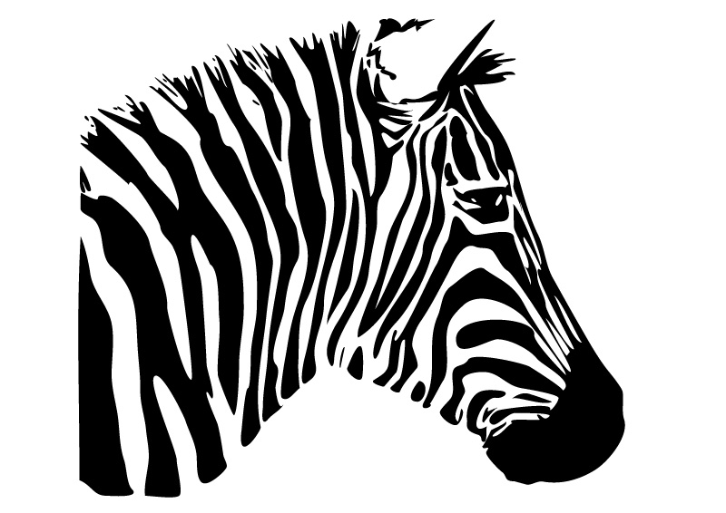 800x566 Zebra Head