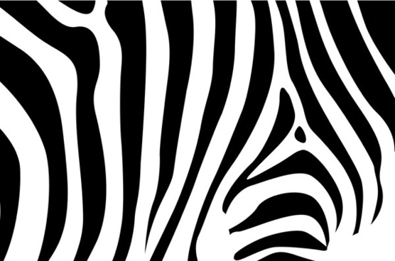556x368 Zebra Head Free Vector Download