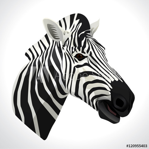 500x500 Vector Illustration Of A Zebra Head Portrait Isolated On White