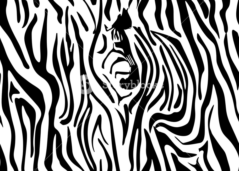 1000x714 Seamless Zebra Skin Pattern Wallpaper With Black Stripes On White