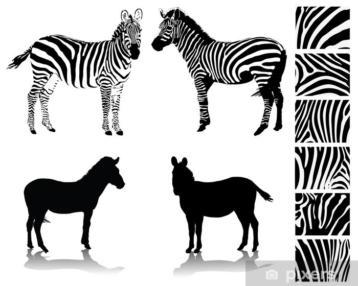 700x560 Zebra, Silhouette, Shadow And Texture Vector Illustration Wall