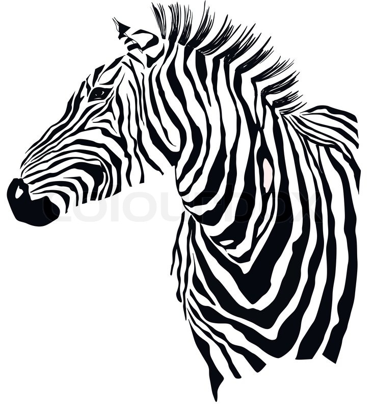 732x800 Animal Illustration Of Vector Zebra Stock Vector Colourbox