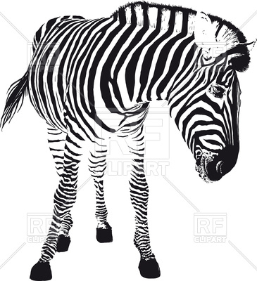 365x400 The Black Zebra Stripes Turned Playfully In The Profile Vector