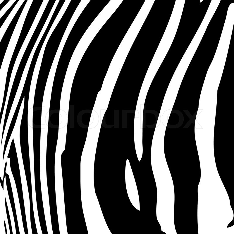800x800 Zebra Stripes Pattern In Black And Stock Vector Colourbox