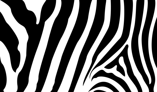 Zebra Stripes 600x350 Zebra Stripes