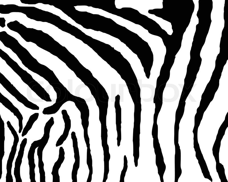 Zebra Leather,texture,skin Stock Vector Colourbox 800x638 Zebra Leather,texture,skin Stock Vector Colourbox