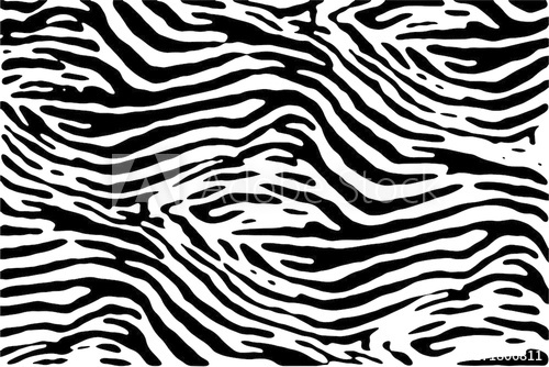 Zebra Texture Vector 500x334 Zebra Texture Vector