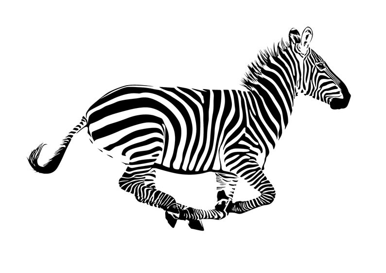Illustration Of A Running Zebra Zebra Vector Graphics Etsy 794x561 Illustration Of A Running Zebra Zebra Vector Graphics Etsy
