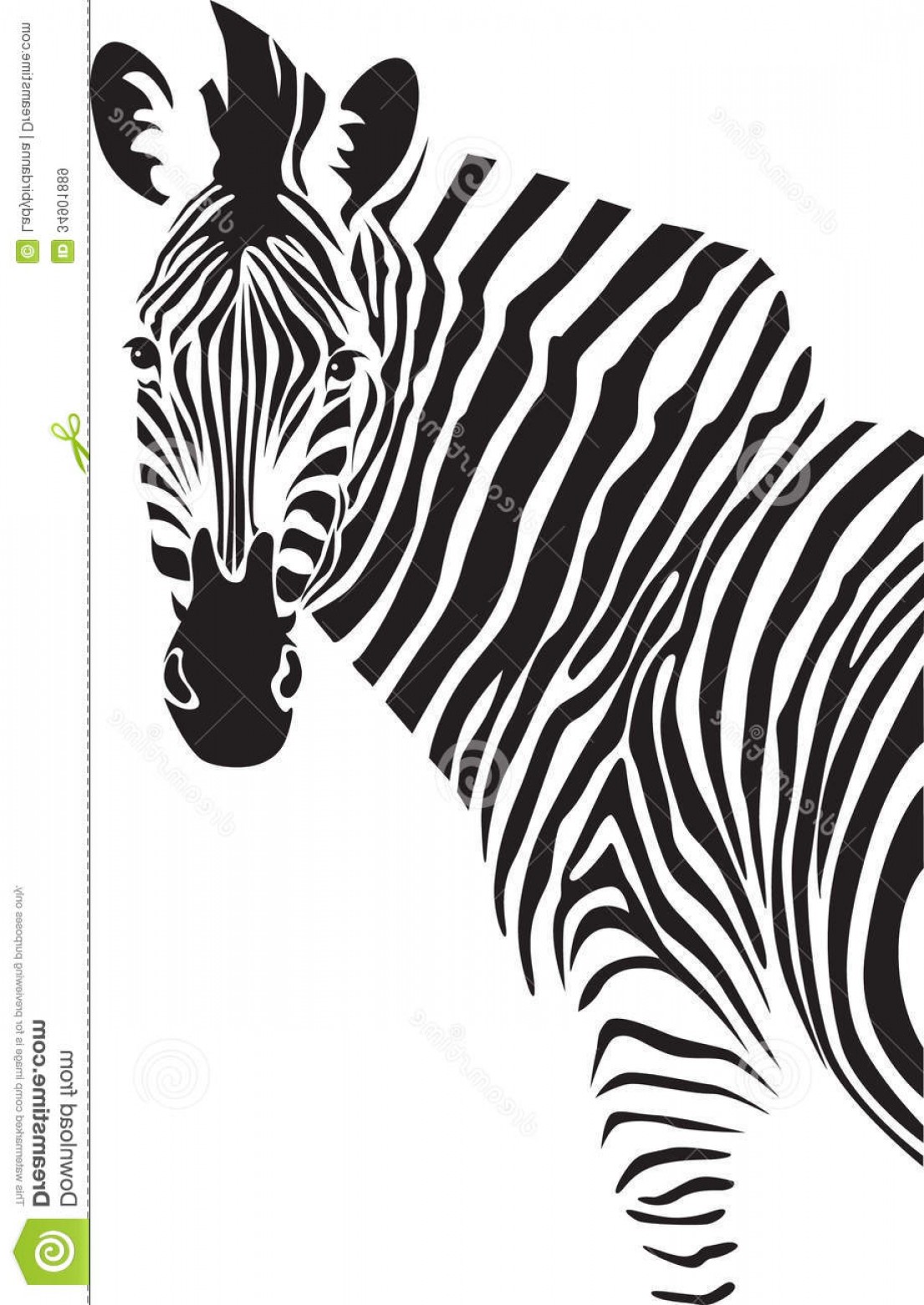 Royalty Free Stock Images Zebra Illustration Vector Black White 1105x1560 Royalty Free Stock Images Zebra Illustration Vector Black White
