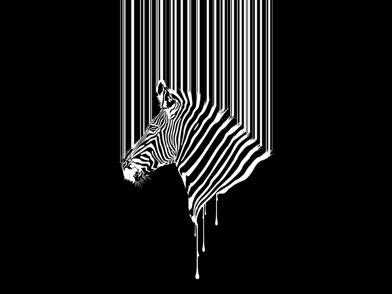 Zebra 800x600 Zebra