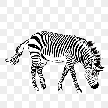 Zebra Png, Vector, And Clipart With Transparent Background 360x360 Zebra Png, Vector, And Clipart With Transparent Background