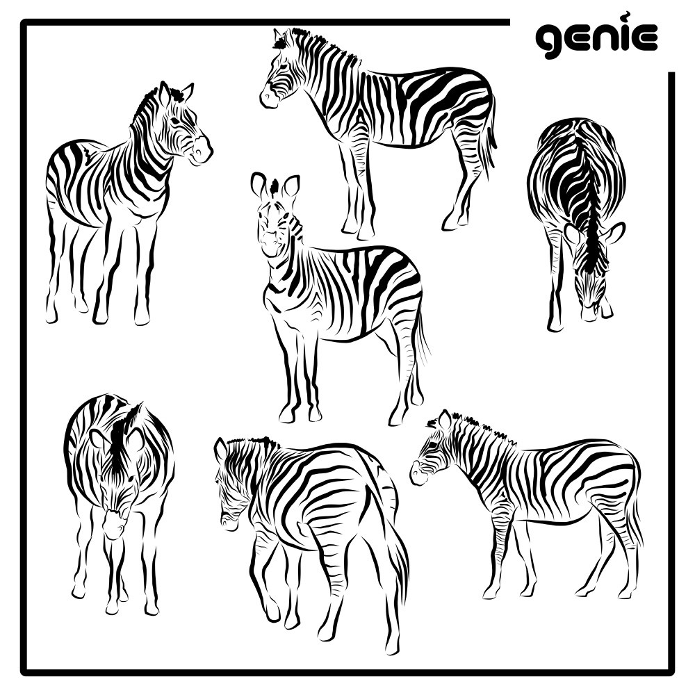 Zebra Vector Graphic Illustration Hand Drawn Drawing Clipart 1000x1000 Zebra Vector Graphic Illustration Hand Drawn Drawing Clipart