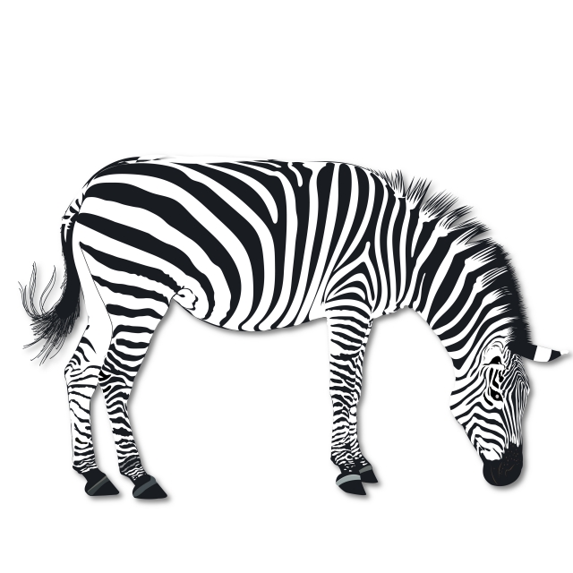 Zebra Vector Png, Vector, And Clipart With Transparent 640x640 Zebra Vector Png, Vector, And Clipart With Transparent