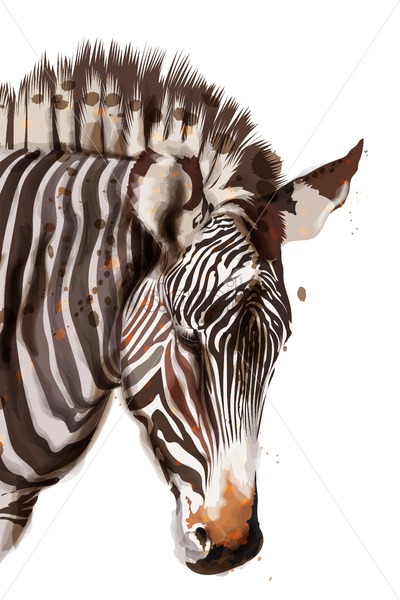 Zebra Vector Watercolor Isolated On White Painted Style 400x600 Zebra Vector Watercolor Isolated On White Painted Style
