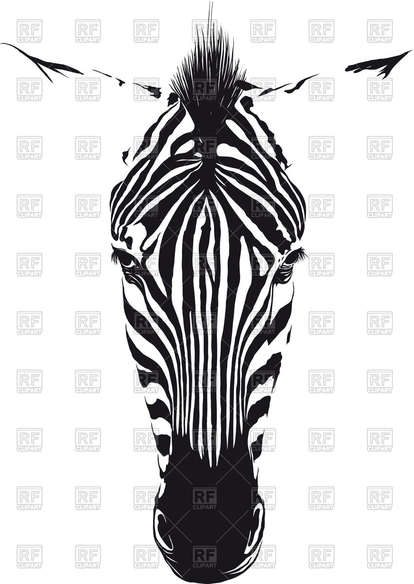 Zebra Head From The Front Consisting Of Black Lines On A White 851x1200 Zebra Head From The Front Consisting Of Black Lines On A White
