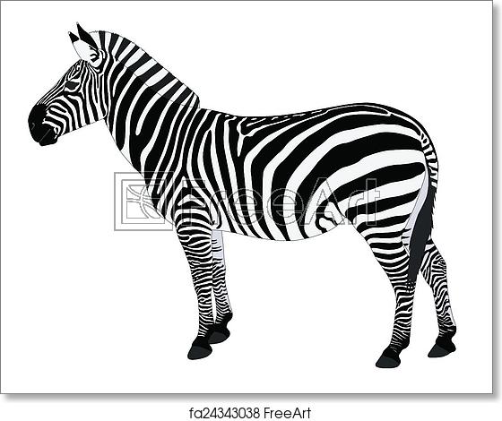560x470 Free Art Print Of Detailed Illustration Of Zebra Detailed