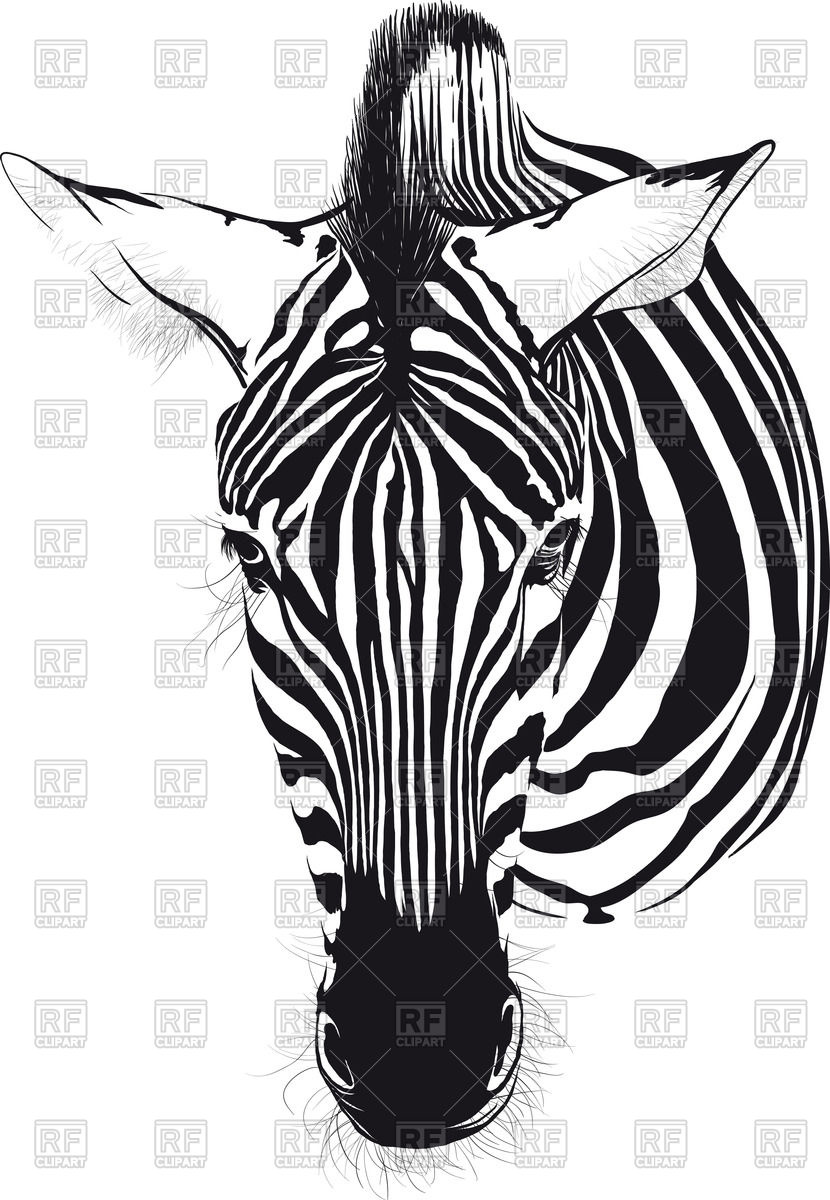 830x1200 Head Of Zebra Vector Image Of Plants And Animals Sharpner