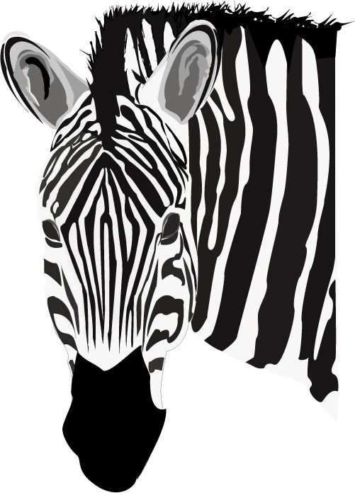 501x696 Zebra