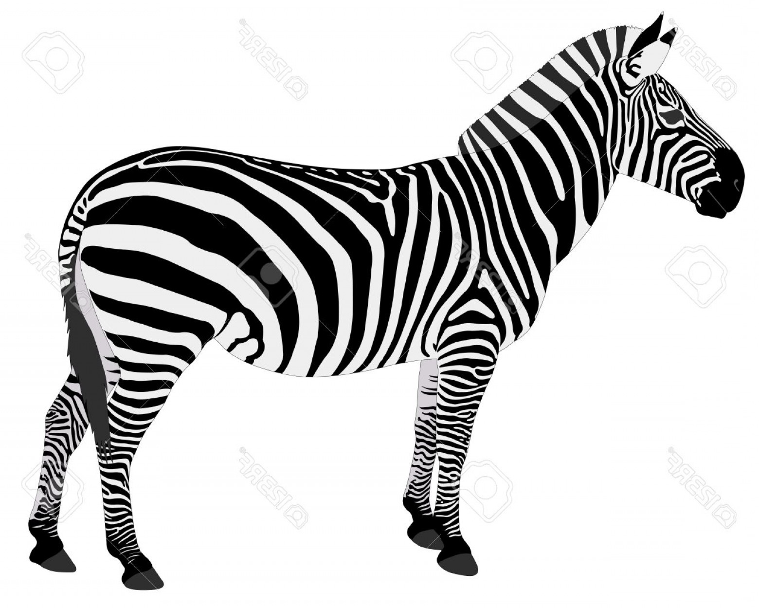 1560x1249 Zebra Vector Art Sarahgardan