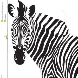 300x300 Zebra Vector Graphic Illustration On Handandbeak