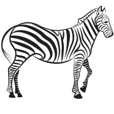 225x225 Zebra Vector Image Free Download