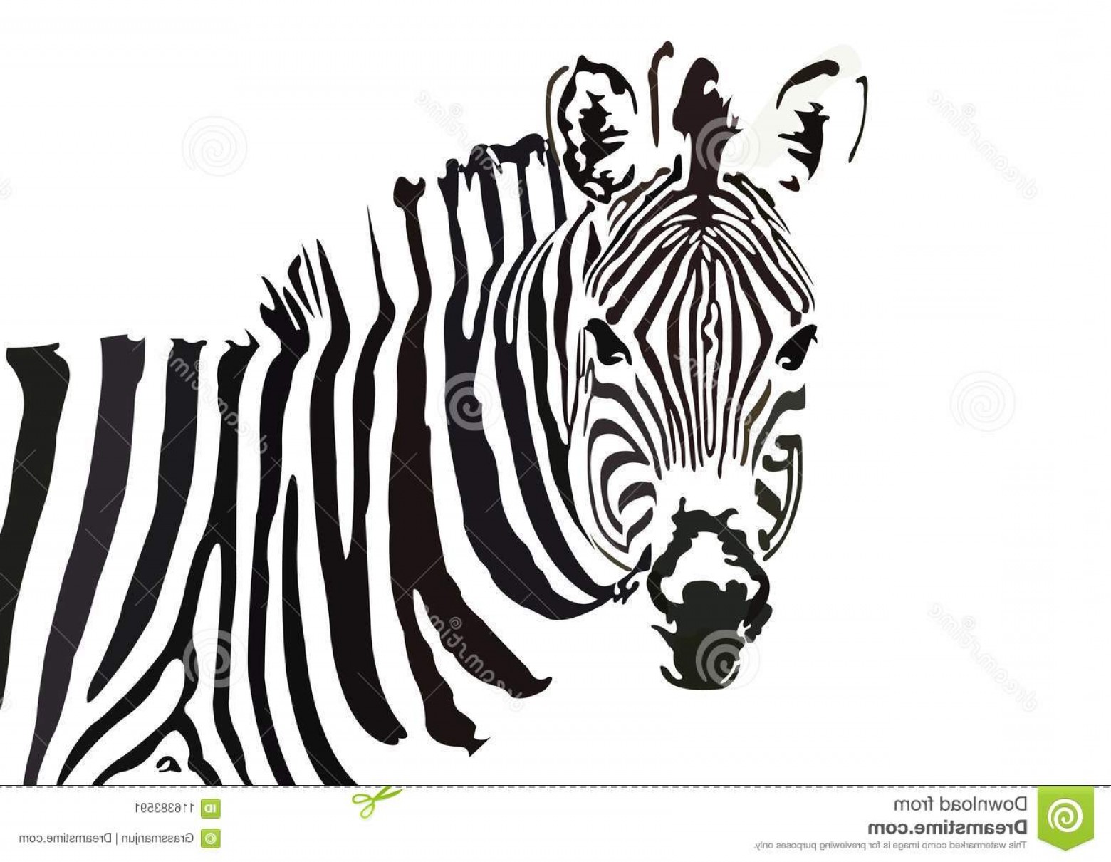 1560x1210 Zebra Vector Tracing Art Design Portrait Black White Zebra Vector