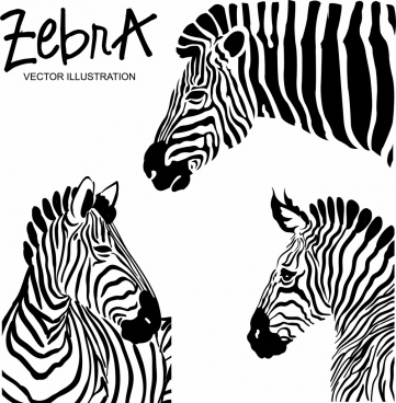 361x368 Zebra Free Vector Download