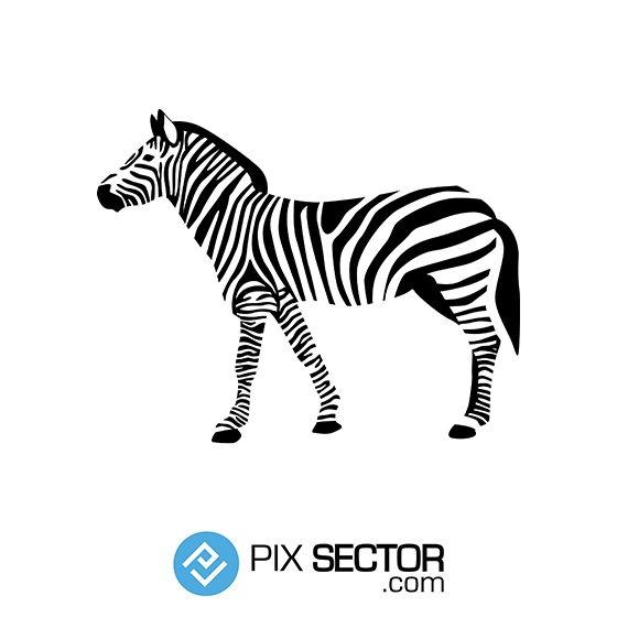 560x560 Zebra Illustration Vector Awesome Free Vector Images
