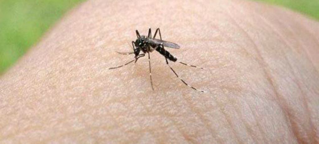 1024x463 Google Planea Terminar Con El Principal Vector Del Zika
