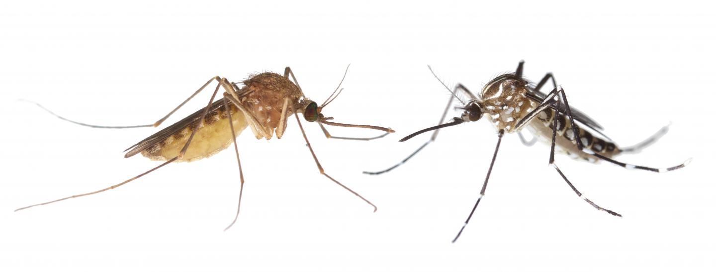 1440x547 How The Zika Virus Could Make Its Way North