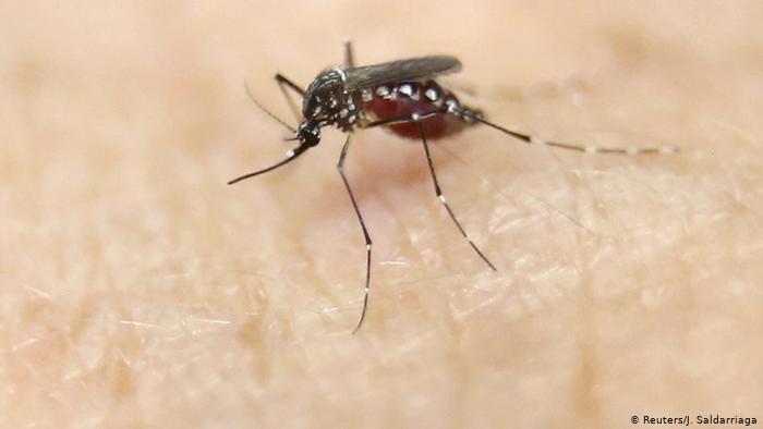 700x394 Range Of Zika Vector Will Increase With Climate Change