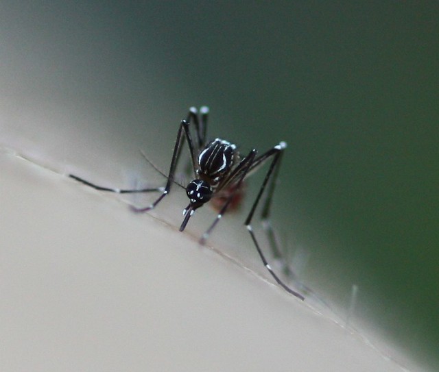 640x543 Aedes Aegypti Mosquito