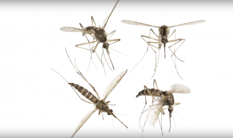 890x527 Video Zika Vector Control Zika Global Network