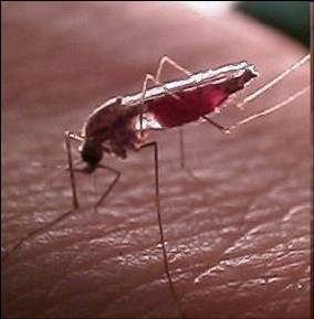 284x289 Zika, Malaria And Other Vector Borne Diseases Institute