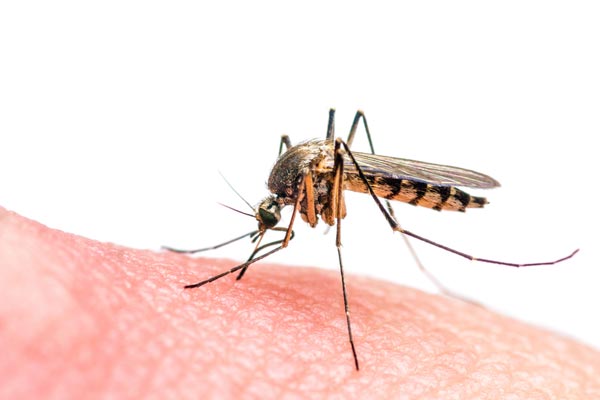 600x400 Zika Vector Mosquito Found In Perris