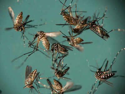 400x300 Ahmedabad Zika Vector Upped Presence, But Govt Missed The Signs