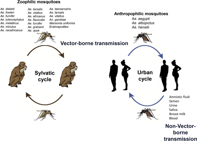 758x544 An Overview Of Mosquito Vectors Of Zika Virus