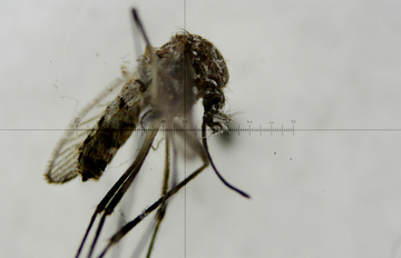360x232 Brazil Confirms Mosquito As Zika Vector