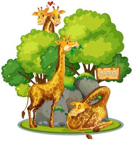 462x490 Giraffe In The Zoo