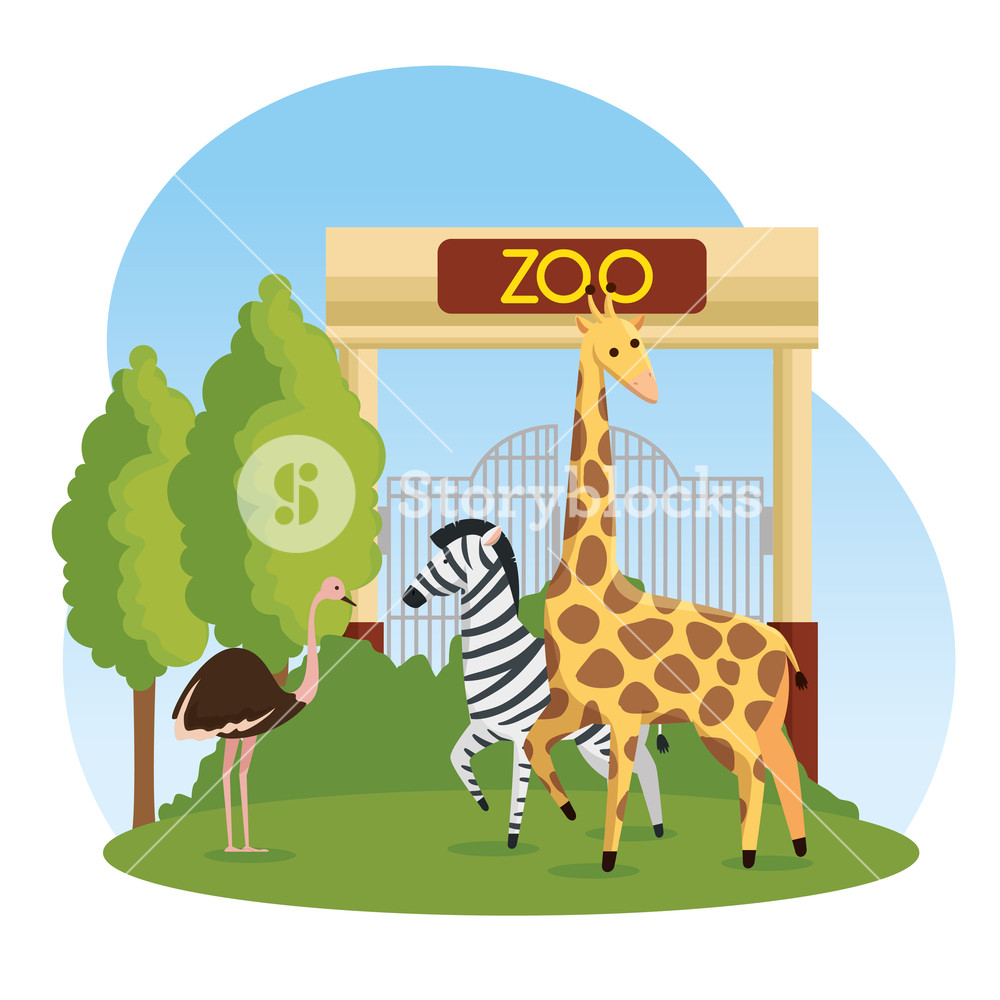 1000x1000 Ostrich With Zebra And Giraffe Wild Animals In The Zoo Vector