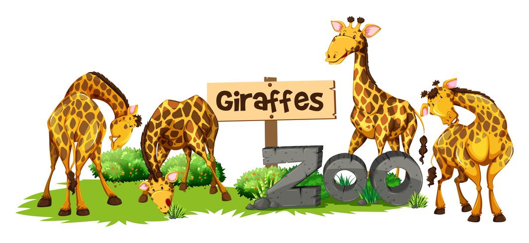 1065x490 Four Giraffes In The Zoo