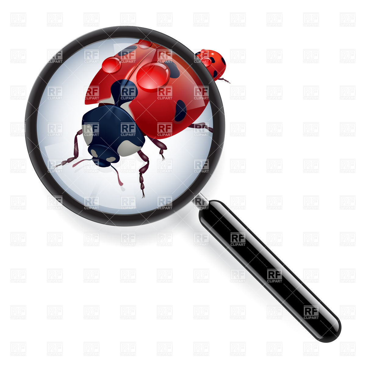 1200x1200 Ladybug In Zoom Vector Image Of Plants And Animals Dvarg