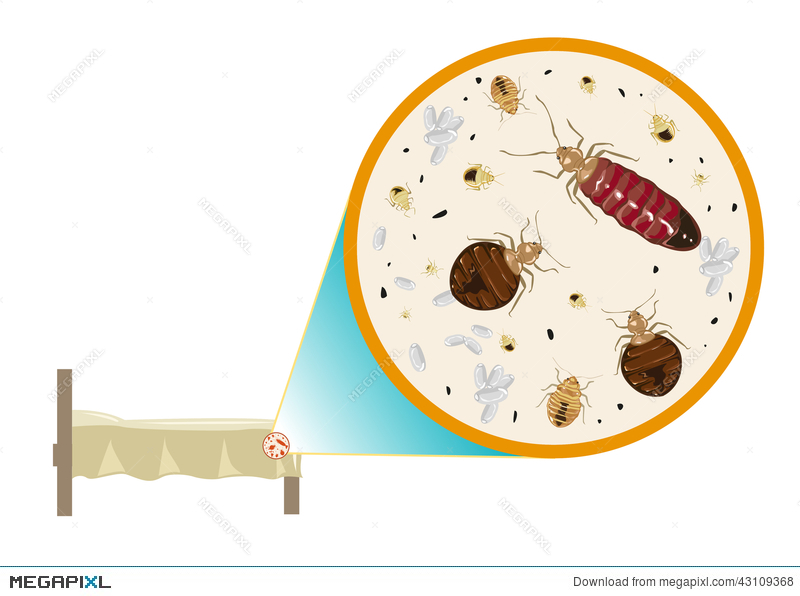 800x596 Bed Bugs Zoom In Vector Illustration