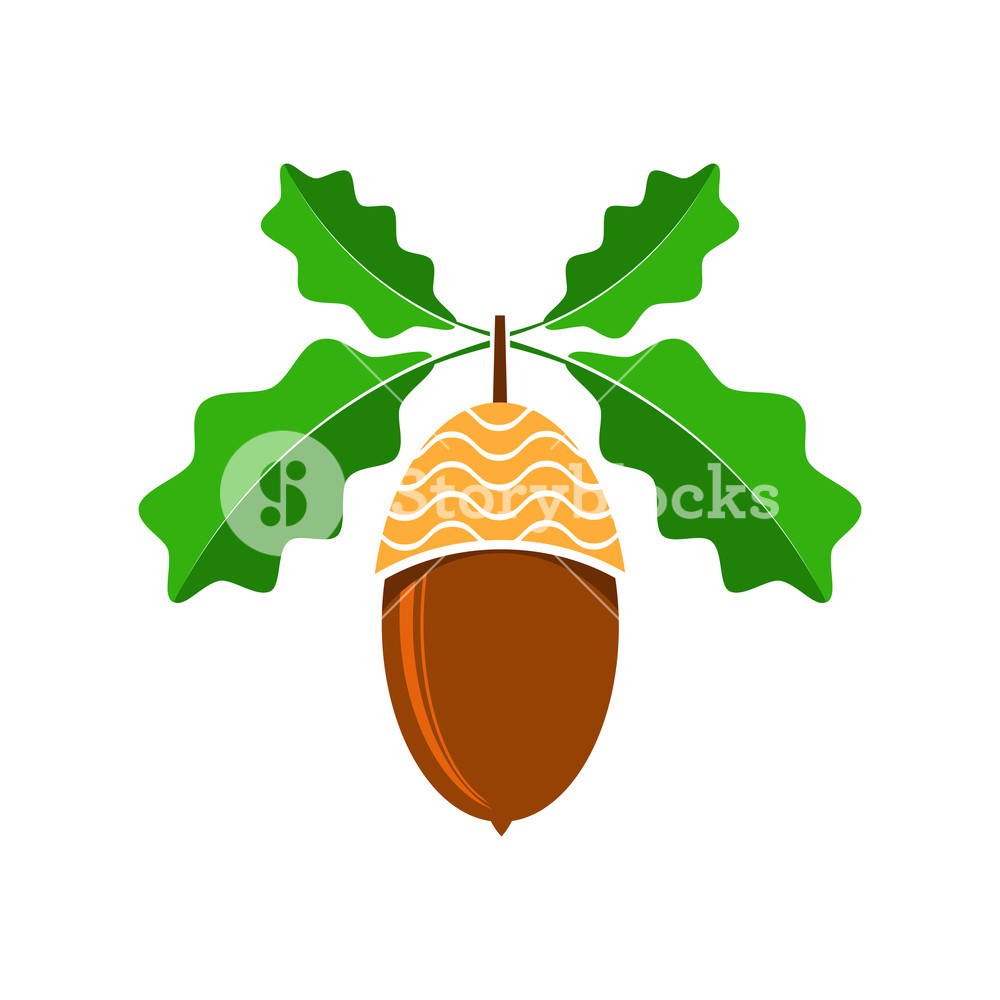 1000x1000 Ripe Acorn Icon Isolated On White Background Autumn Oak Nut