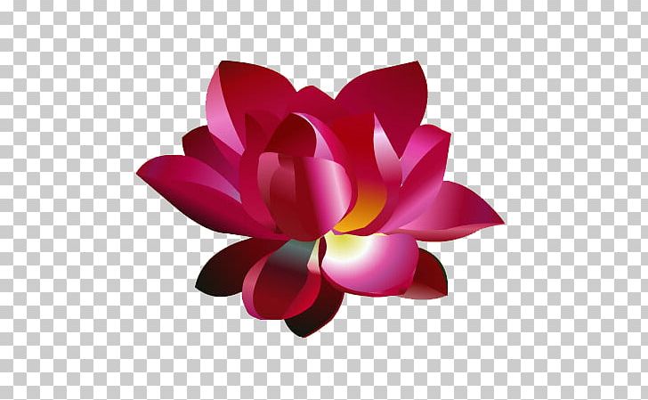 728x449 Adobe Animate Nelumbo Nucifera Animation Icon Png, Clipart, Adobe