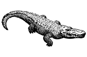 Alligator Icon at Vectorified.com | Collection of Alligator Icon free ...